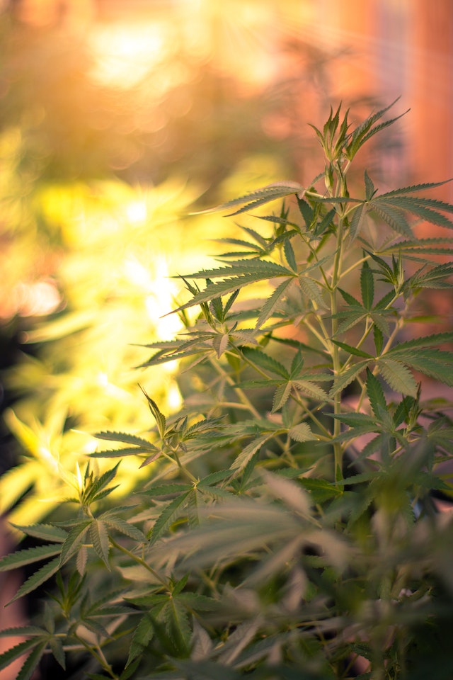 How to Achieve Optimal Results When Growing Marijuana Indoors