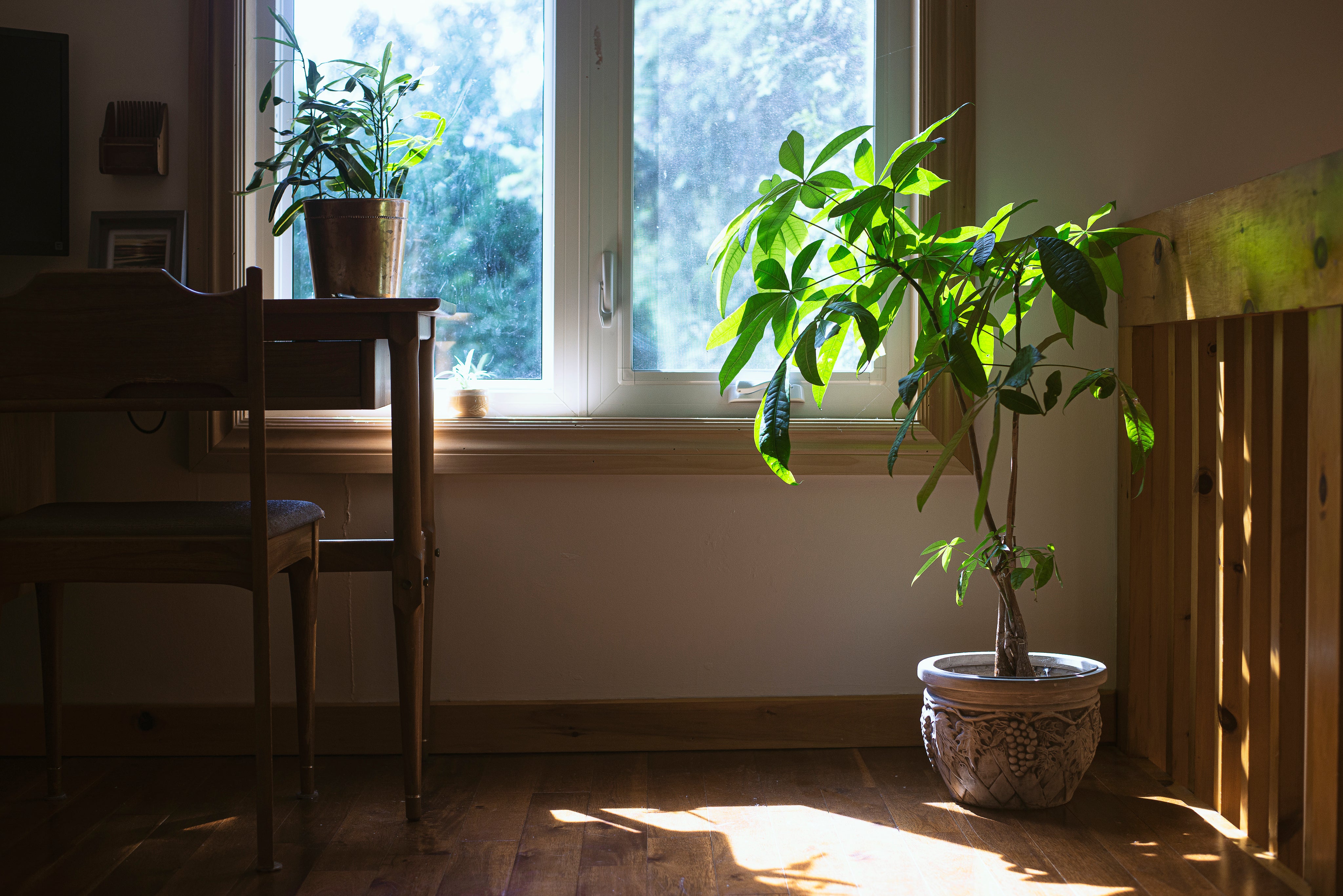 house-plant-enjoys-natural-light.jpg