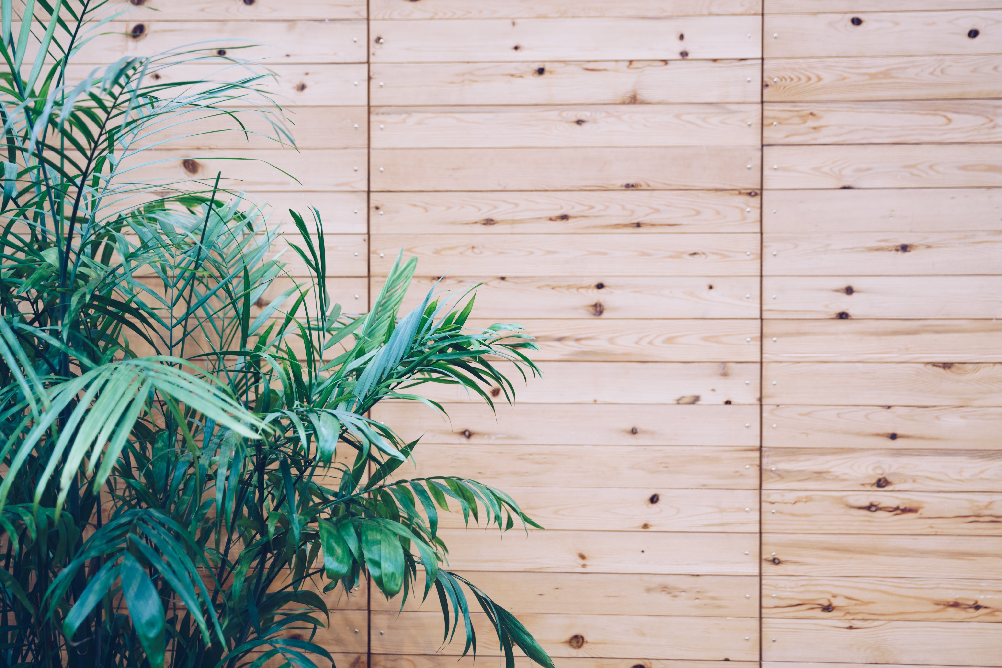 house-plant-on-wooden-slat-wall.jpg