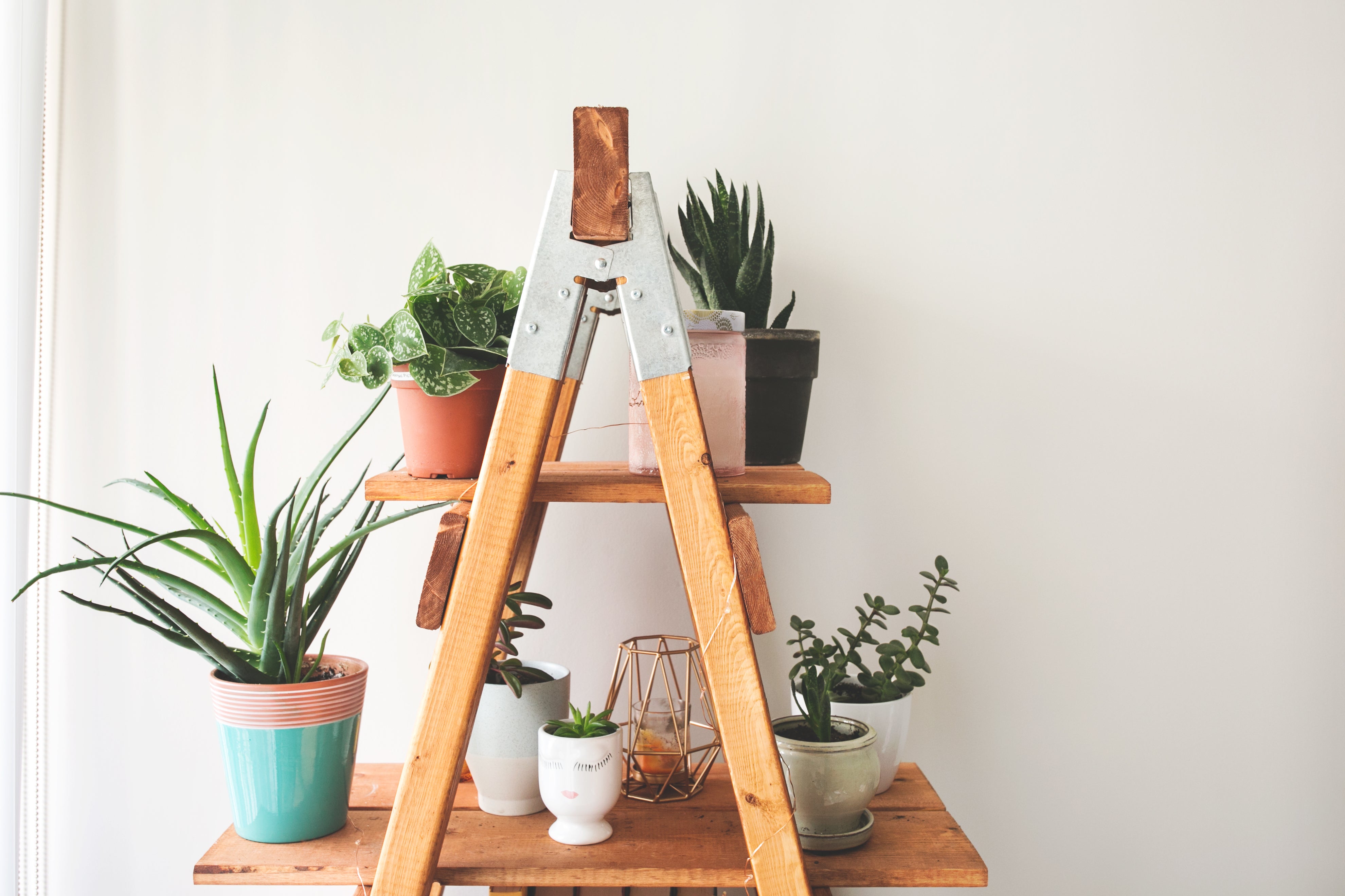 ladder-plant-shelf.jpg